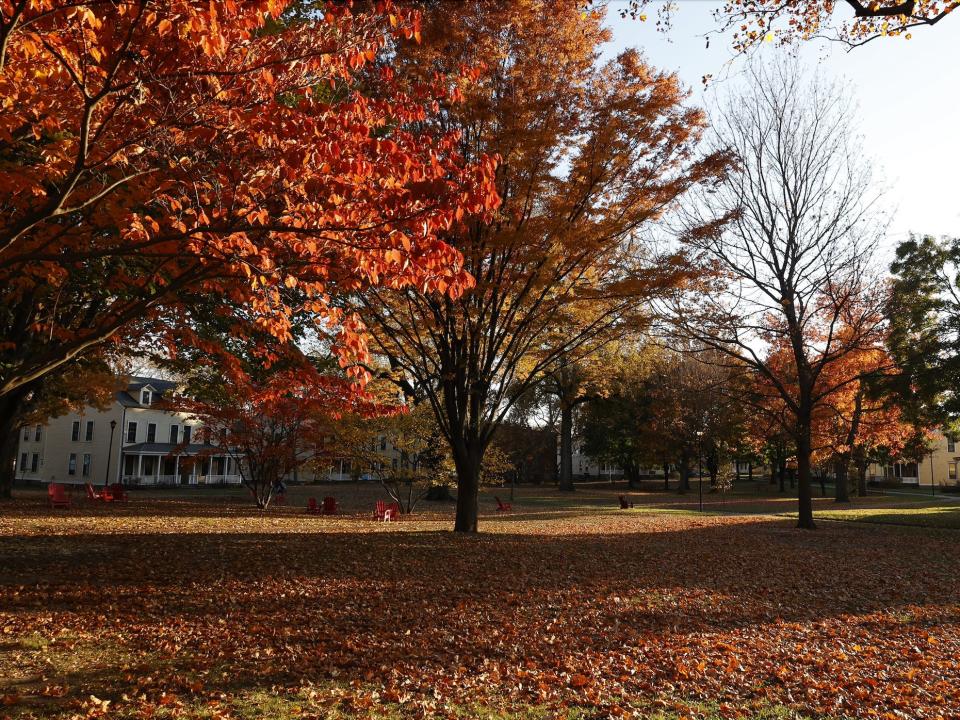 fall trees and leaves blooming on governers island in nyc