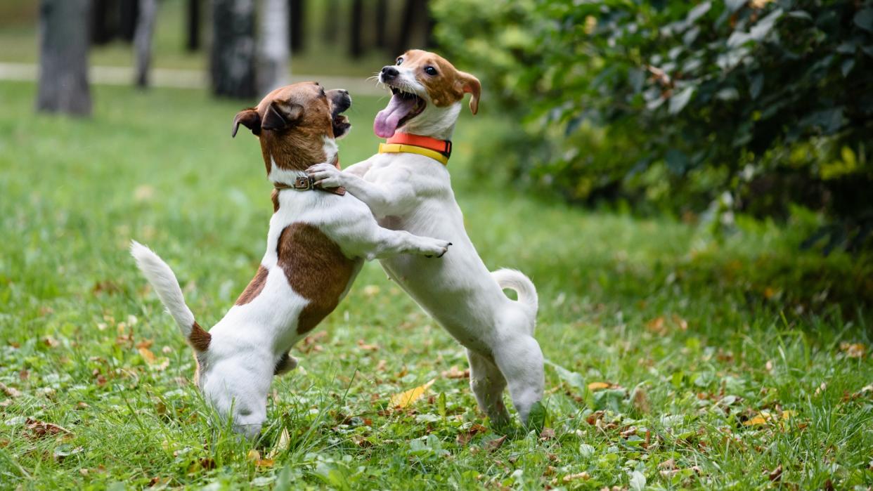  Two Jack Russell Terriers play fighting outside. 