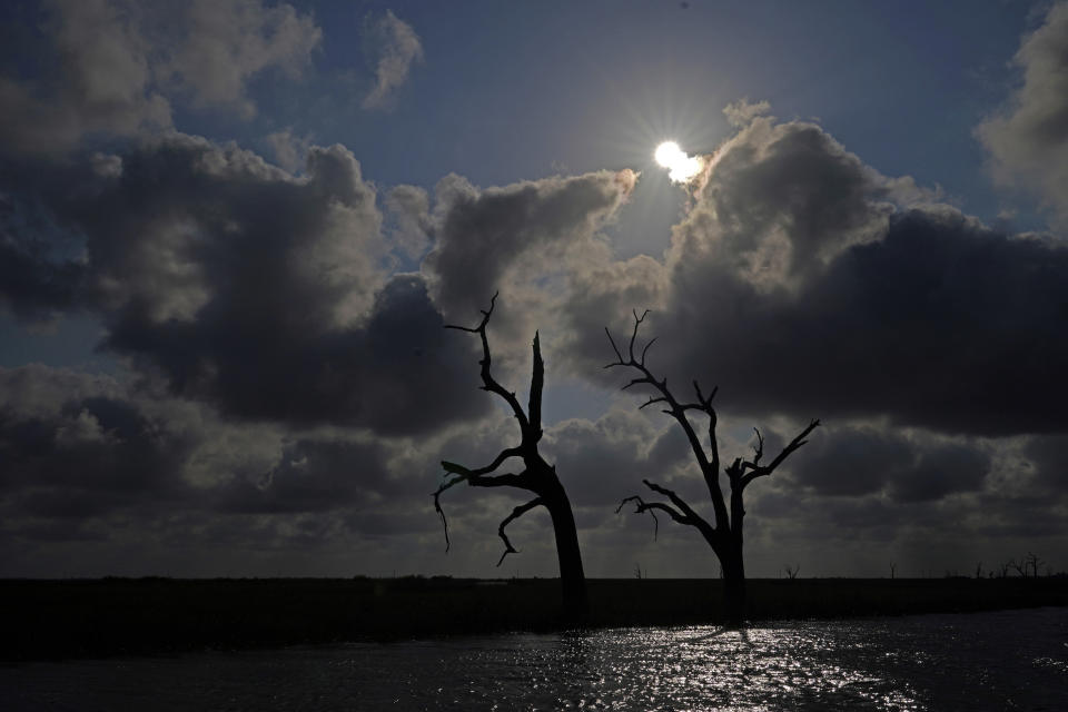 Trees that died from salt water intrusion related to land loss are seen in marshland in Chauvin, La., Friday, May 20, 2022. The same forces swallowing up coastal islands are also causing southern Louisiana’s saltwater marshes to disappear faster than anywhere else in the country. Scientists estimate Louisiana loses one football field worth of ground every 60 to 90 minutes. (AP Photo/Gerald Herbert)