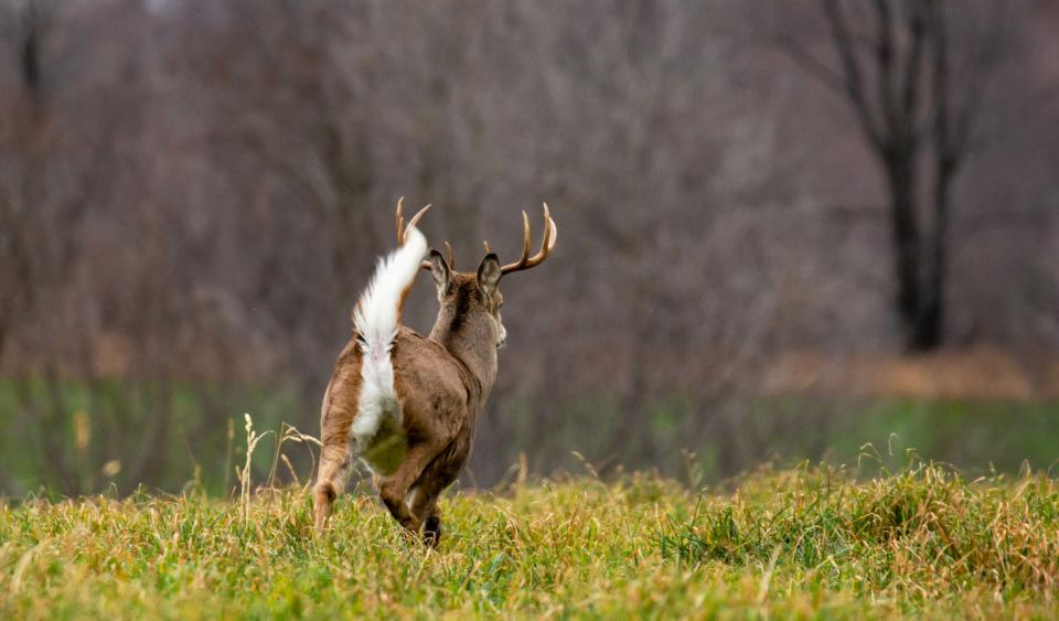 Whitetail buck running across a green field with tail up