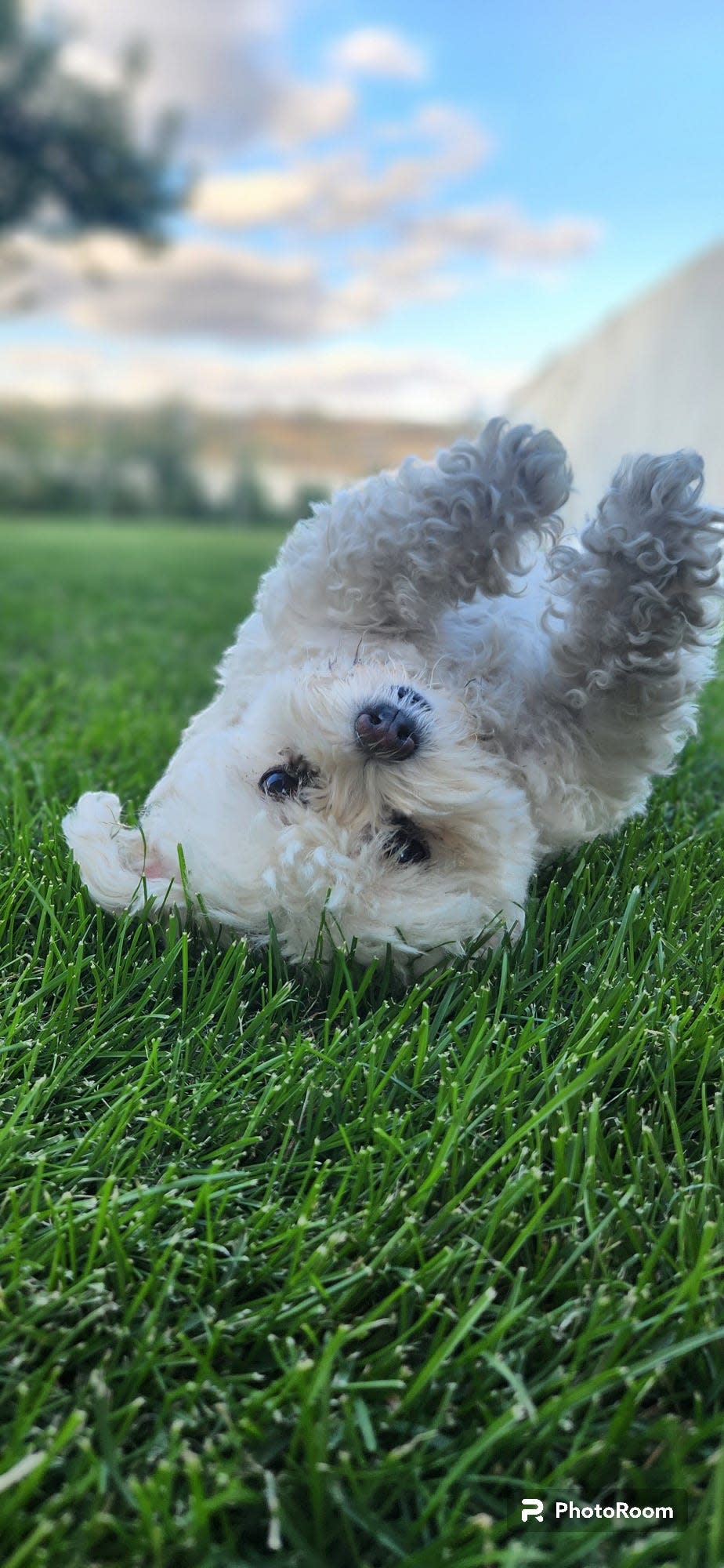 Maltese Chikis who lived in Washington state. She died at 10-years-old after complications with a respiratory illness.