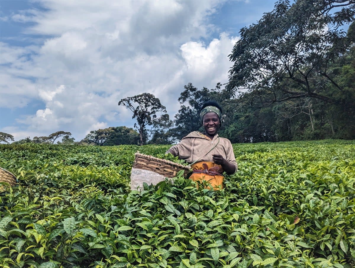 A tea field worker in Gisakura, Rwanda (Lucy Thackray)