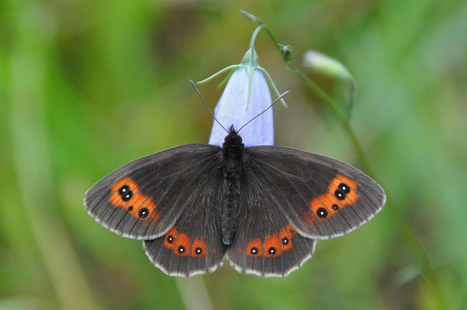 Scotch Argus is now listed as vulnerable to extinction (Tim Melling/Butterfly Conservation/PA)