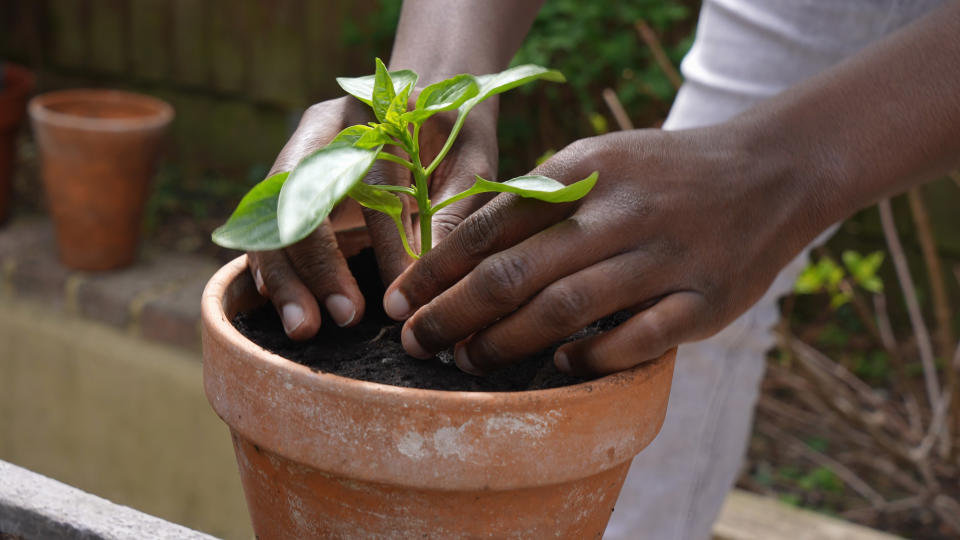 a person's hands gardening