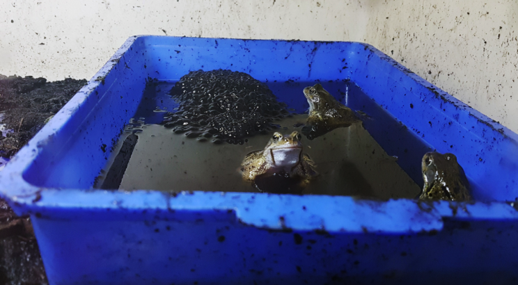 The frogs were discovered at an Aldi in Finchley, north London (Picture: PA)