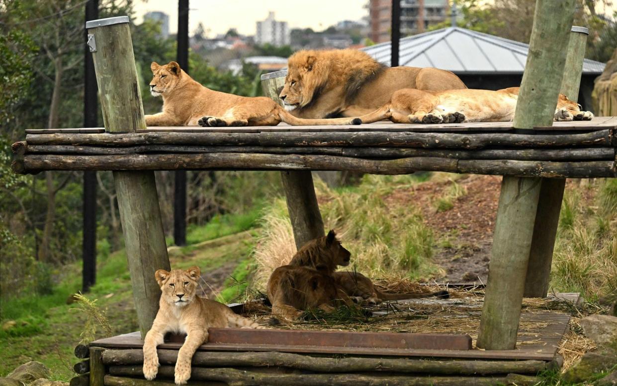 Lions in a zoo - SAEED KHAN/AFP via Getty Images