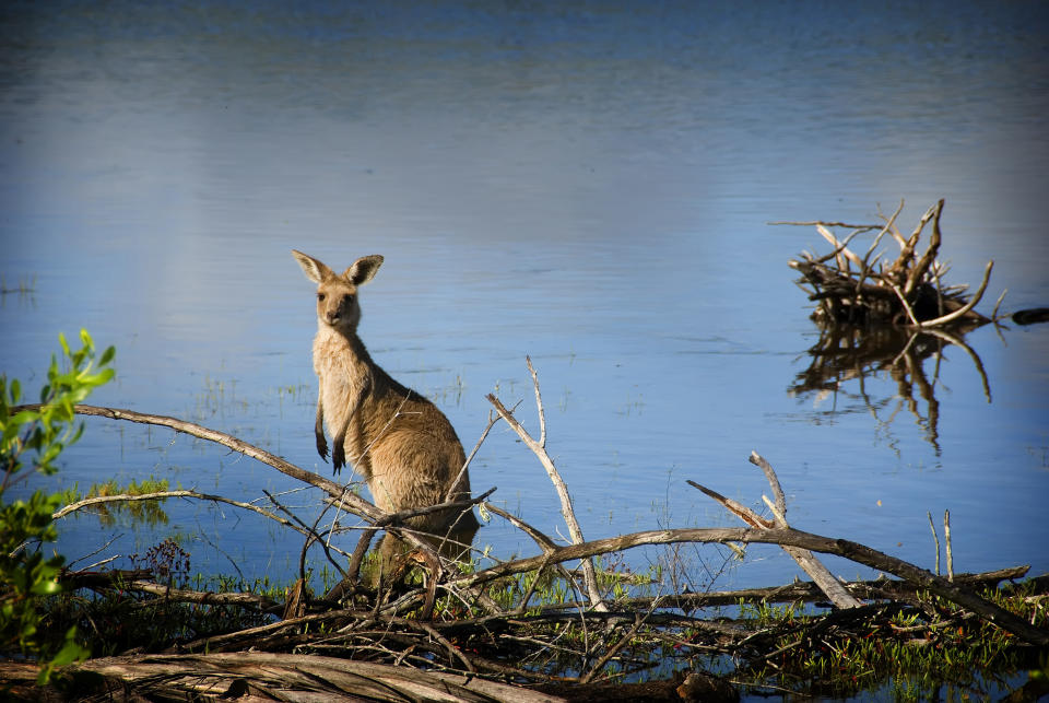 There are protocols for killing kangaroos in Indigenous cultures. Source: Getty