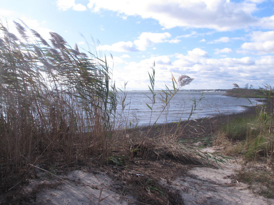 This Oct. 17, 2019 photo shows the shoreline of Barnegat Bay in Waretown, N.J., near where the former Oyster Creek nuclear power plant used to operate. Scientists say the shutdown of the power plant in Sept. 2018 is having an unintended consequence in the bay: an increase in populations of stinging jellyfish that had been killed after being sucked into the heated water coursing through the power plant while it operated. (AP Photo/Wayne Parry)