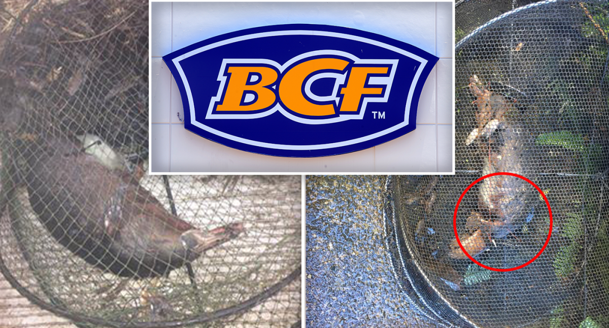 BCF pulls Opera House traps from sale after platypus deaths