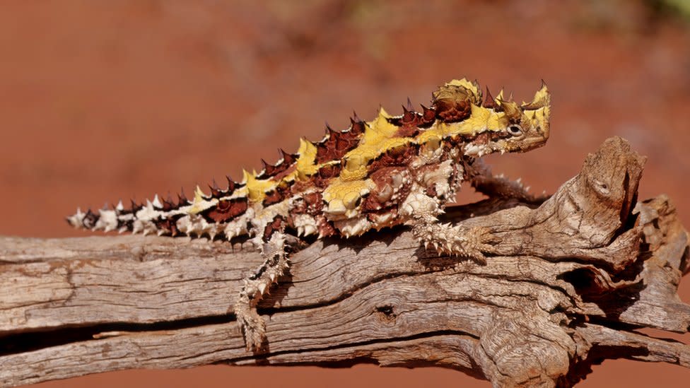 A Thorny Devil on a log