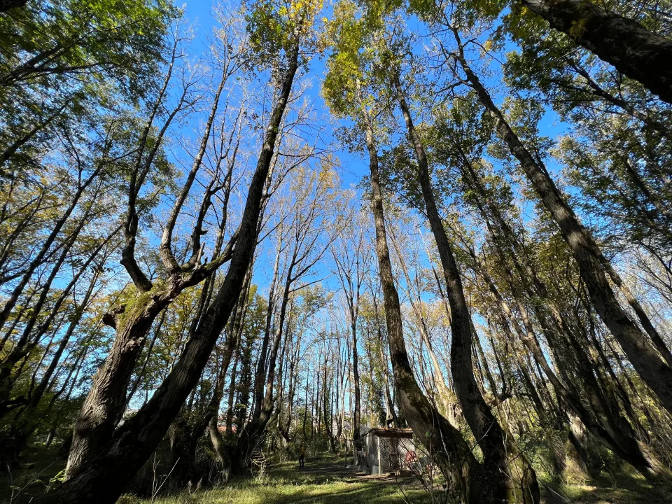 The forest at Chateau Chapiteau, in Kveda Pona, Georgia.