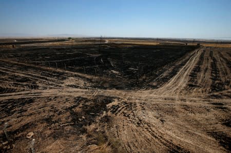 General view of a wheat field, which was burned by fire, in al-Hamdaniya