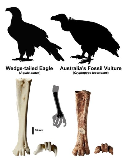 A silhouette size comparison of a Wedge-tailed Eagle (left) and <em>Cryptogyps lacertosus</em> (right), and tarsi comparisons of both below. Ellen Mather, Wedge-tailed Eagle silhoutette derived from photo by Vicki Nunn.