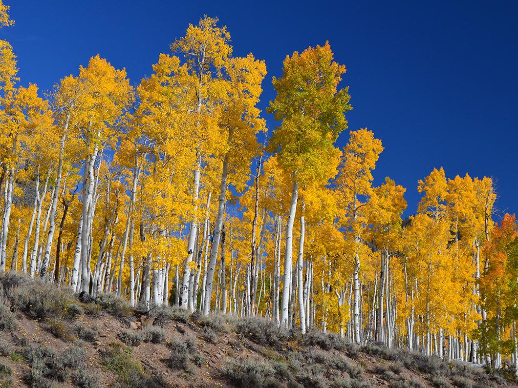 The trees, which originate from a single underground parent clone, cover 43 hectares of Utah’s Fishlake National Forest: US Dept of Agriculture