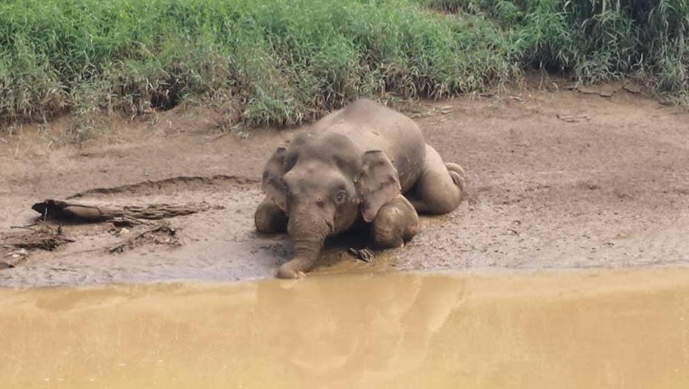 The body of the elephant which was earlier photographed floating in the river was found by wildlife officers in a seated position today. — Photo courtesy of Sabah Wildlife Department