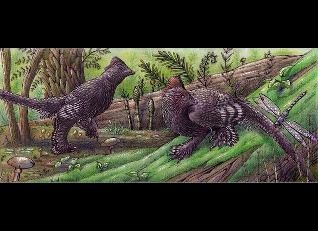 Anchiornis are proposed to serve as a link between modern-day birds and non-avian dinosaurs.