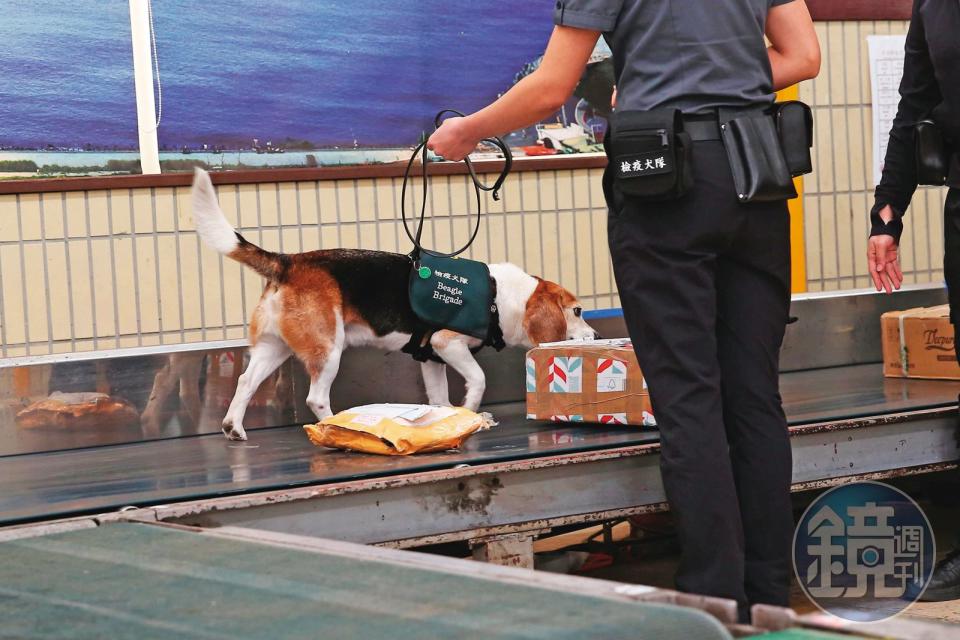 緝毒犬會抽驗自國外寄回台的包裹，去年聞出寄往殷琪家的物品有大麻。