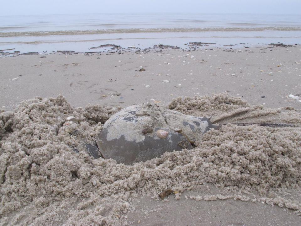 In this May 8, 2014 photo, a horseshoe crab burrows into the sand on a beach in Middle Township N.J. to lay eggs. A year-long project to replenish five Delaware Bay beaches that are vital to the continued survival of horseshoe crabs and the red knot, an endangered shorebird has been completed just in time for the second summer after Superstorm Sandy, which severely eroded the beaches and wrecked habitat for the animals. (AP Photo/Wayne Parry)