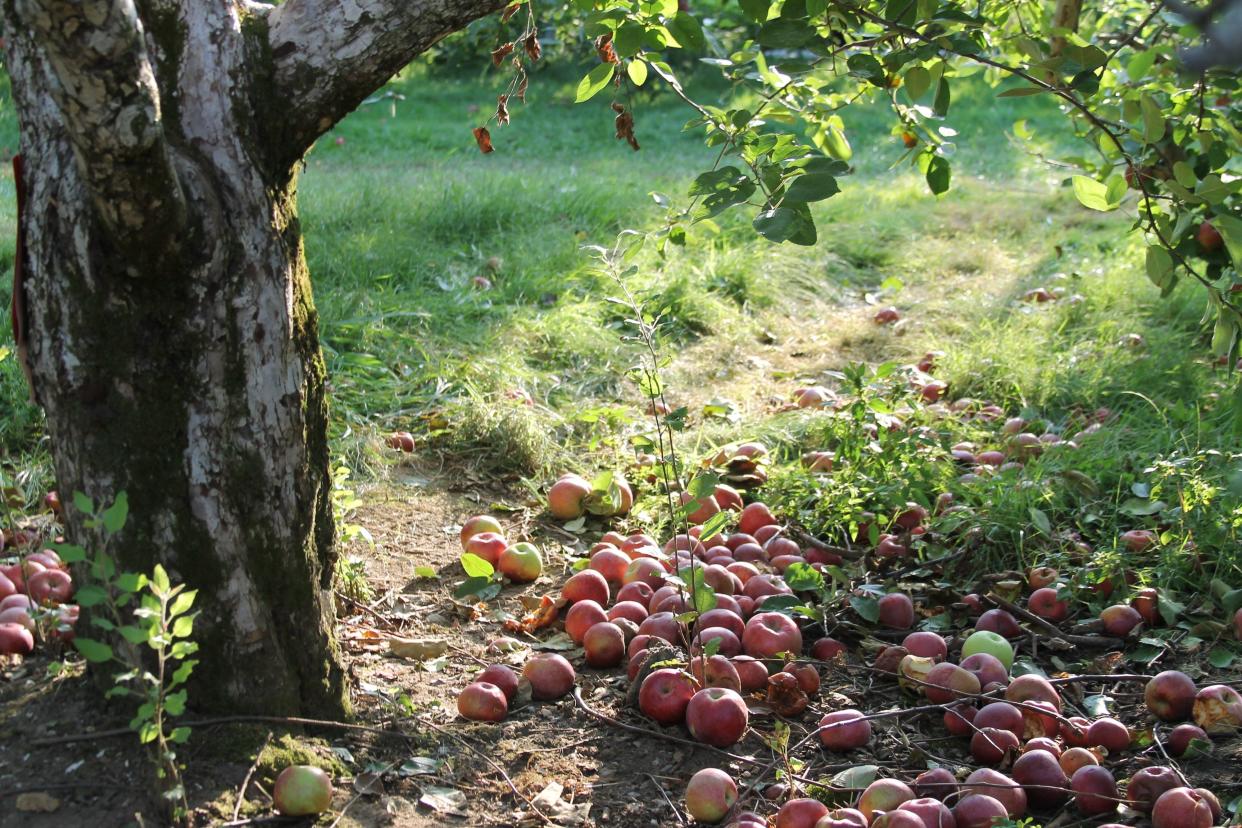 Honey Pot Hill Orchard in Stow.