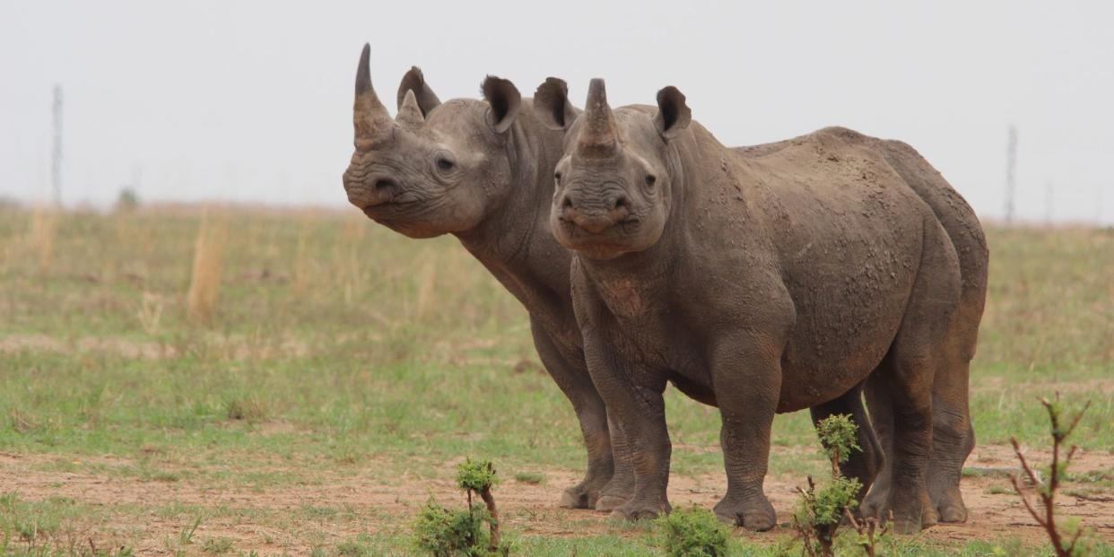 Um der Nashorn-Wilderei entgegenzuwirken, haben sich südafrikanische Forscher eine einzigartige Strategie überlegt.<span class="copyright">Jürgen Bätz/dpa</span>