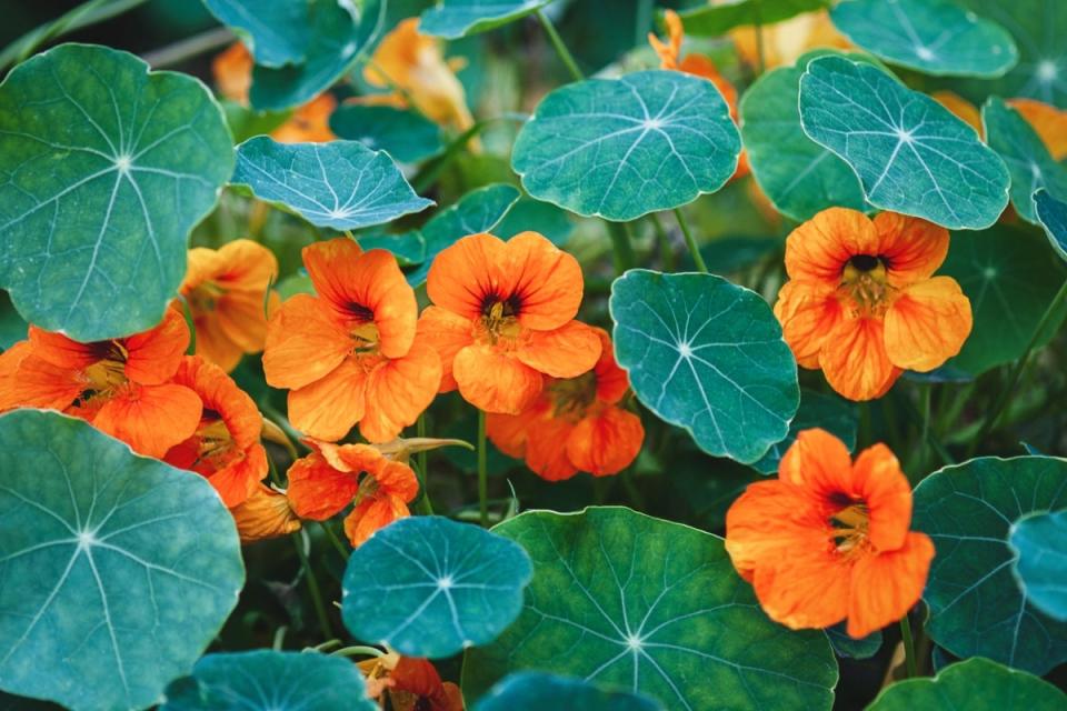 A group of orange nasturtium flowers surrounded by round green leaves.