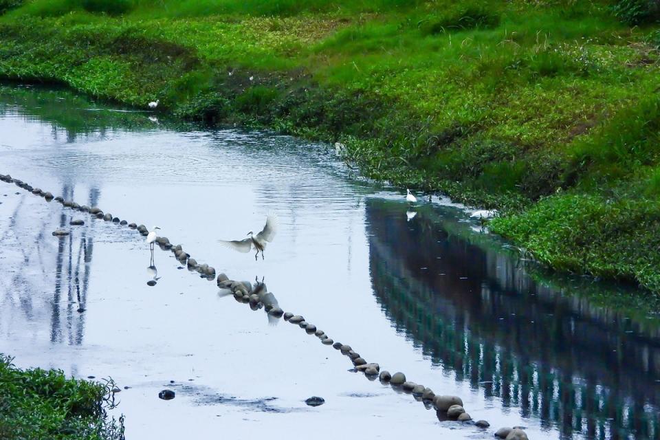 成群白鷺鷥出現在鴨母港溝，也重拾蘆洲河畔回憶。   圖：新北市水利局提供