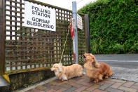 <p>Dogs wait for their owner outside a polling station in Penally, Wales, Britain, June 8, 2017. (Photo: Rebecca Naden/Reuters) </p>