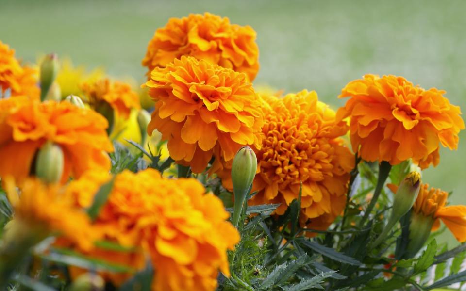 <p>Marigolds are a no-fuss annual that are famous for their joyful burst of colour, but they're able to do so much more. According to Evie, marigolds will repel nearly every small <a href="https://www.housebeautiful.com/uk/lifestyle/a35781144/common-pests-uk/" rel="nofollow noopener" target="_blank" data-ylk="slk:pest;elm:context_link;itc:0;sec:content-canvas" class="link ">pest</a> known, including spiders, snails and bugs. Time to bring them inside...</p><p><strong>Follow House Beautiful on <a href="https://www.instagram.com/housebeautifuluk/" rel="nofollow noopener" target="_blank" data-ylk="slk:Instagram;elm:context_link;itc:0;sec:content-canvas" class="link ">Instagram</a>.</strong></p>