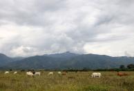 Foto de archivo. Vacas pastan en un cañaveral donde, según una comunidad indígena están liberando y recuperando la tierra de los monocultivos, en Padilla, departamento del Cauca
