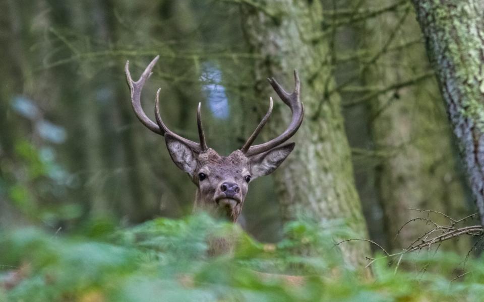 A stag in Exmoor - Getty