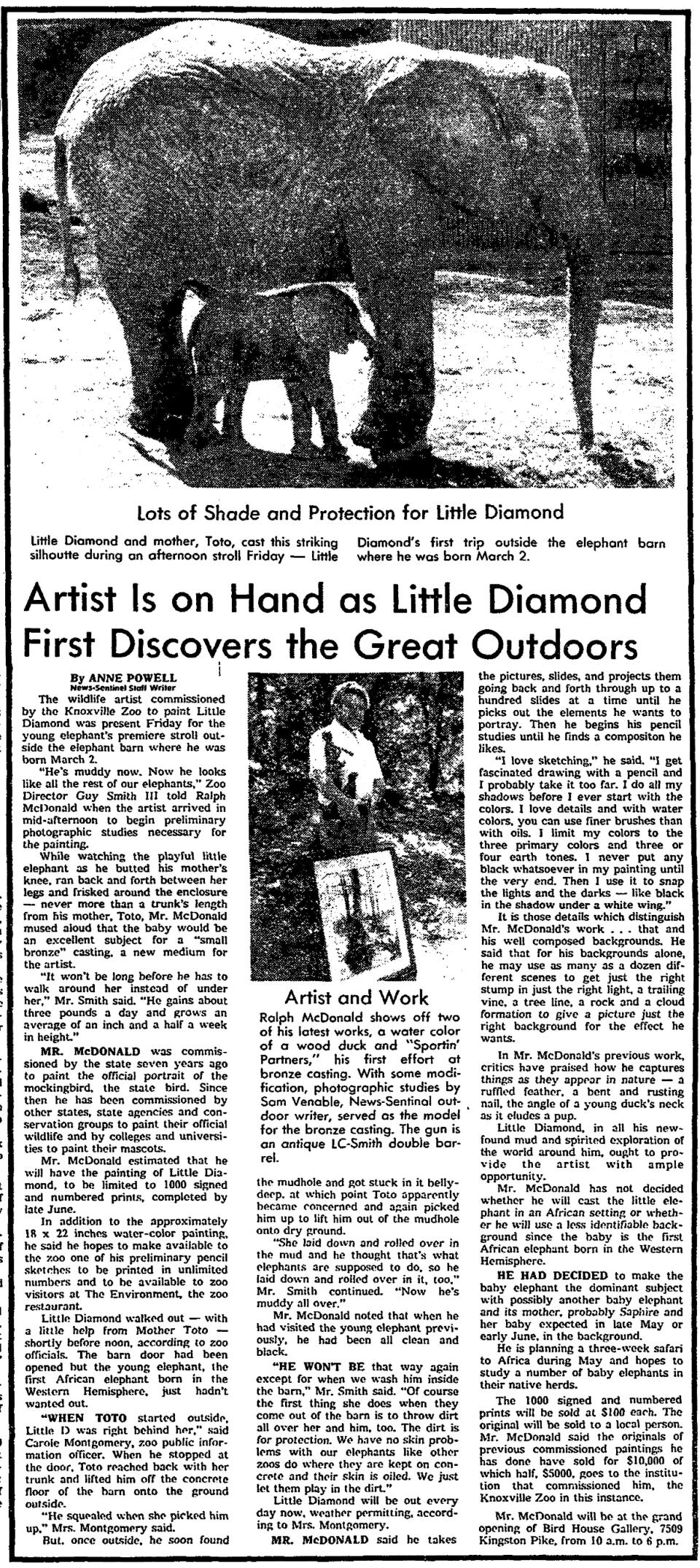 A story in the Knoxville News Sentinel on April 8, 1978 depicts the first day Little Diamond comes outside of his barn after his birth on March 2. Artist Ralph McDonald was commissioned to paid the young elephant's portrait.