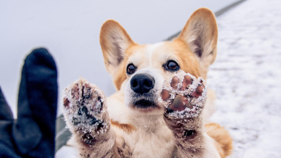 Protect your pup's feet this winter. <p>Elisabeth Abramova/Shutterstock</p>