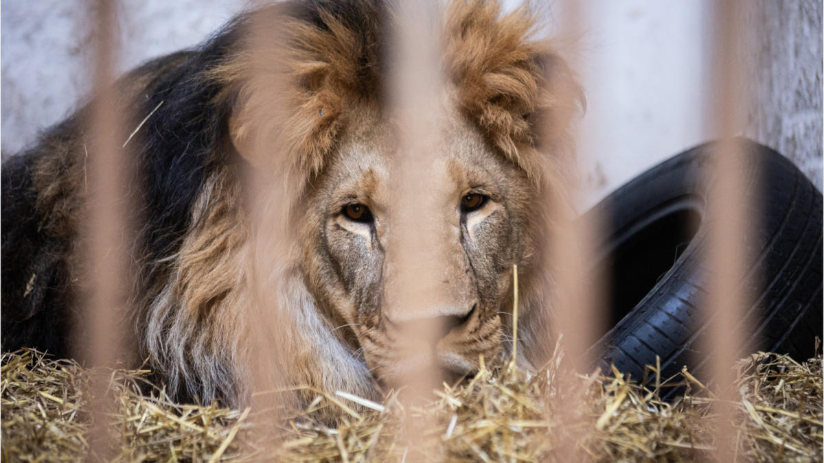 Two traumatised Ukrainian lions are on their way to safety in Kent