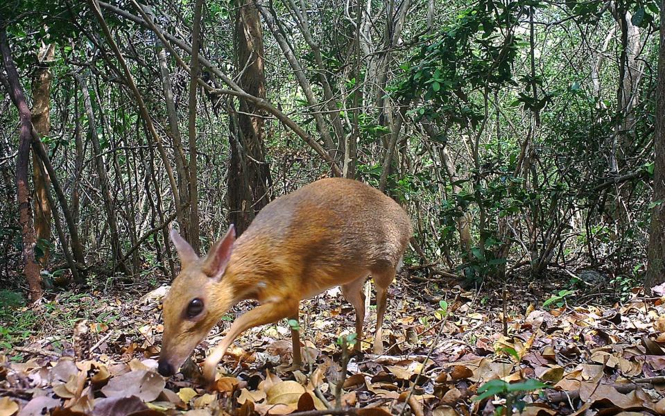 The very rare species had not been officially recorded since 1990 - SIE/GWC/Leibniz-IZW/NCNP /SWNS.C