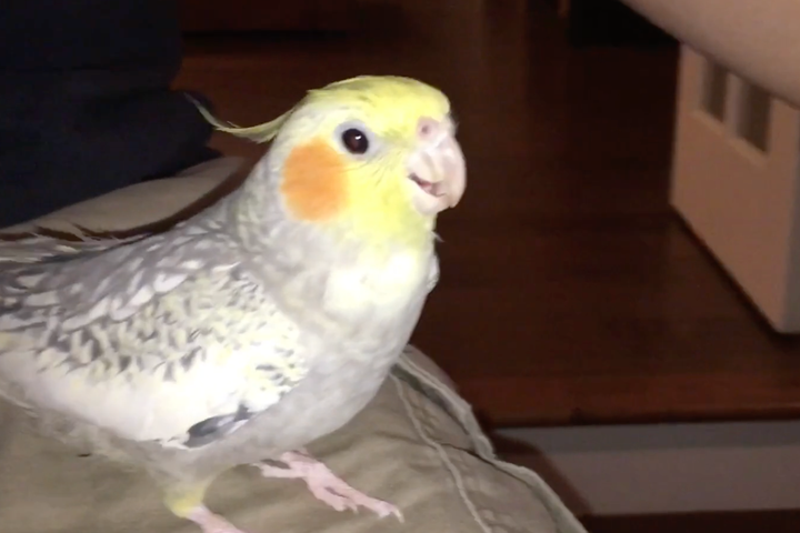 This bird sings the iPhone ringtone when it gets upset