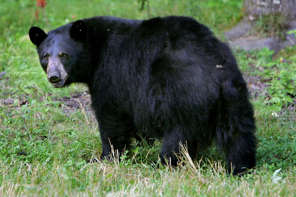 In this Wednesday Aug. 1, 2007 file photo, a black bear walks across the ground in Lyme, N.H.