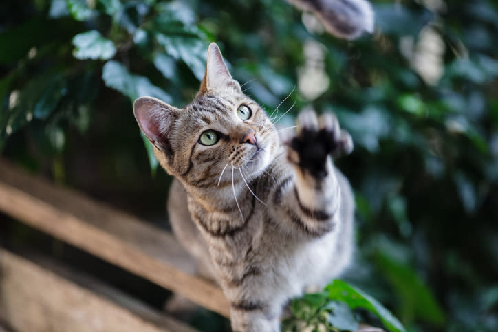 Los gatos tendrían más memoria de la que crees. – Foto: Image is Everything! / Getty Images