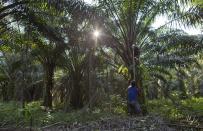 A Malaysian worker harvests palm fruits from a plantation in peninsular Malaysia, on Wednesday, March 6, 2019. Though labor issues have largely been ignored, the punishing effects of palm oil on the environment have been decried for years. (AP Photo/Gemunu Amarasinghe)