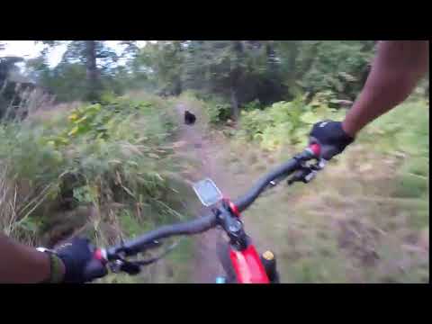 <p>A rider in Kincaid Park, Alaska, was so surprised to run into a black bear on the trail that he crashed his bike. </p><p><a href="https://www.youtube.com/watch?v=n5IAbug-EuE  " rel="nofollow noopener" target="_blank" data-ylk="slk:See the original post on Youtube;elm:context_link;itc:0;sec:content-canvas" class="link ">See the original post on Youtube</a></p>