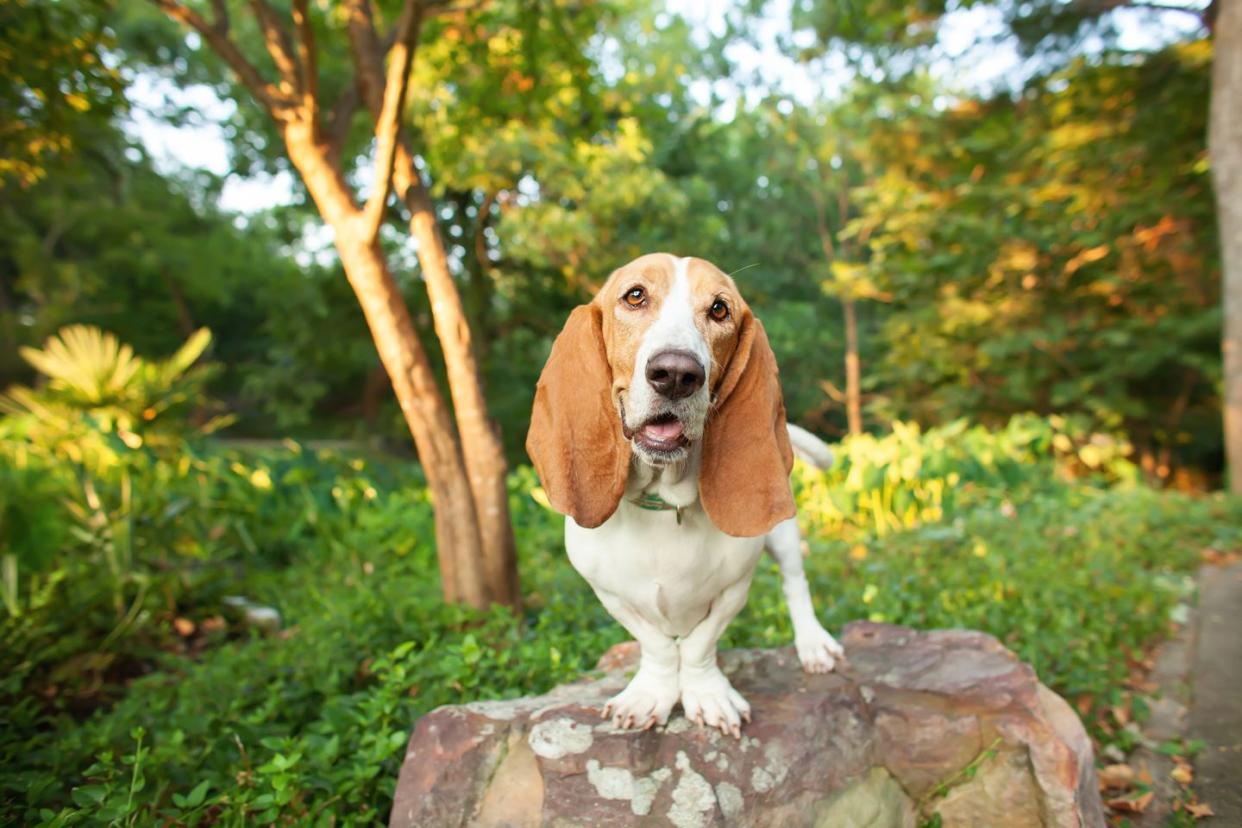 medium sized dog breeds basset hound