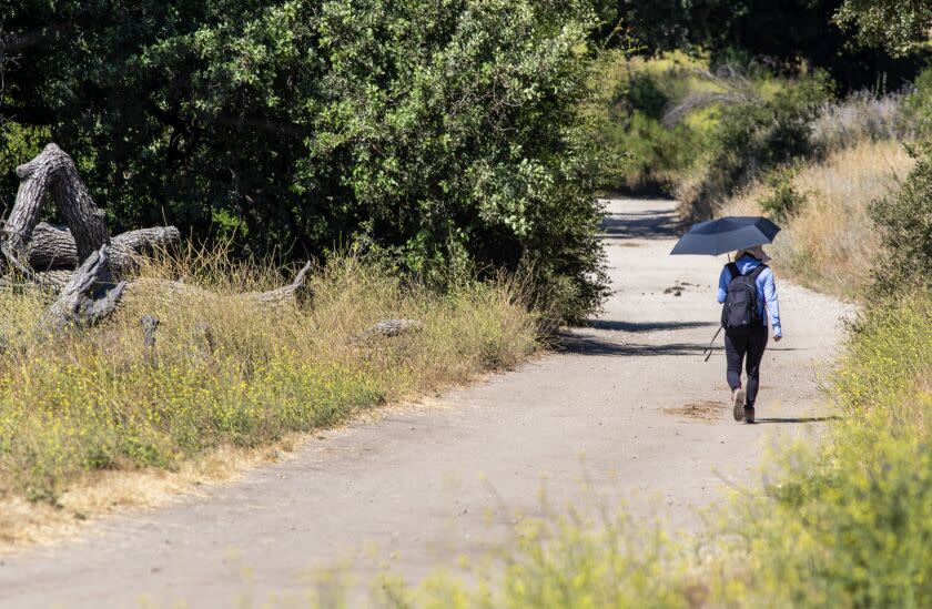 Hills, CA - July 07: A hiker walks into the shady woods at Cheeseboro and Palo Comado Canyon in on Friday, July 7, 2023 in Hills, CA. (Brian van der Brug / Los Angeles Times)