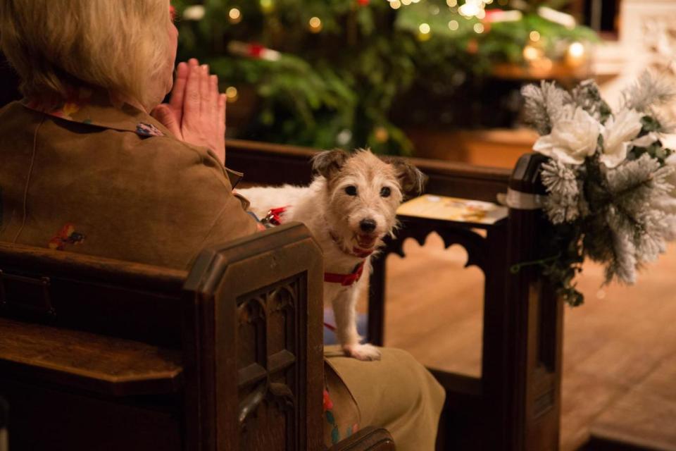 (Battersea Dogs and Cats Home)