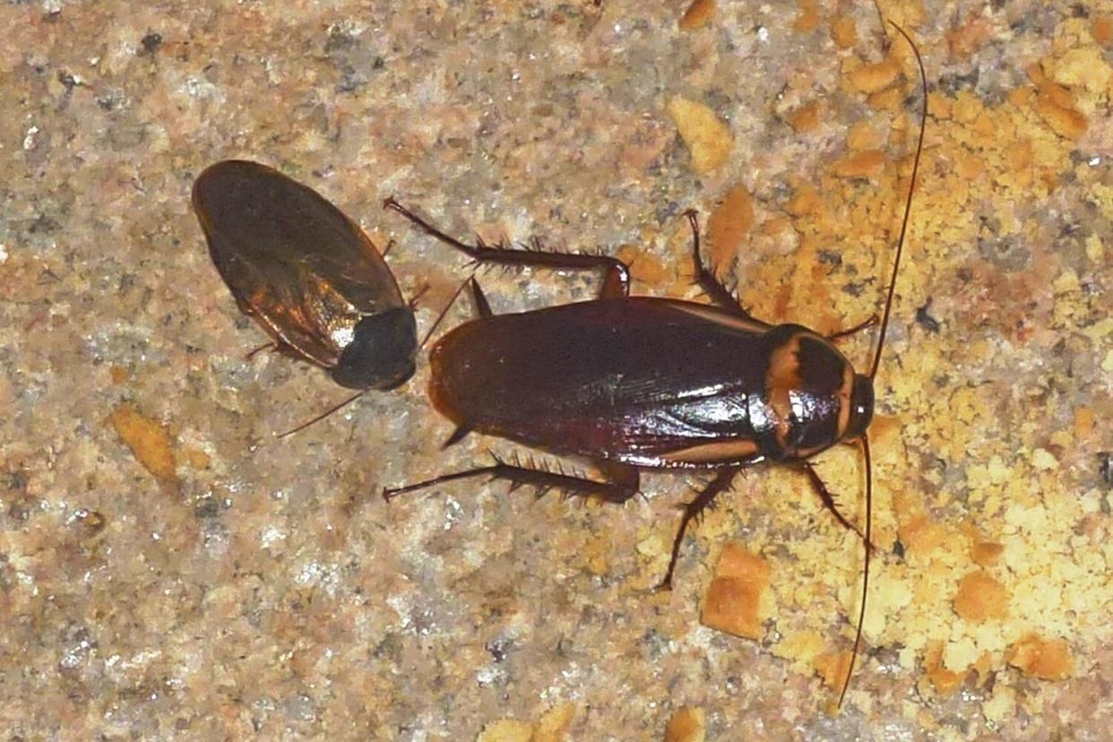 cockroach closeup