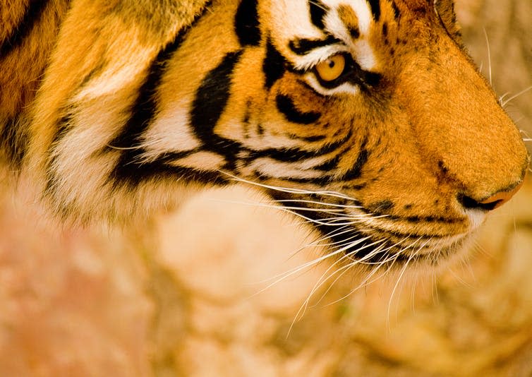 The right-hand profile of a tiger.