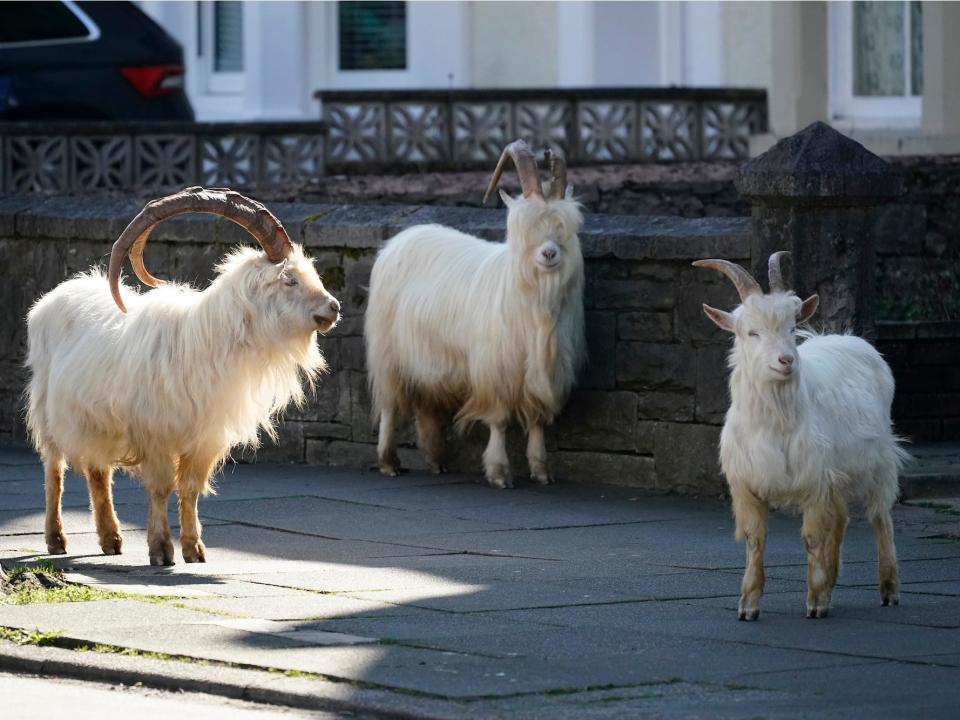 Mountain goats roam the streets of LLandudno on March 31 in Llandudno, Wales.