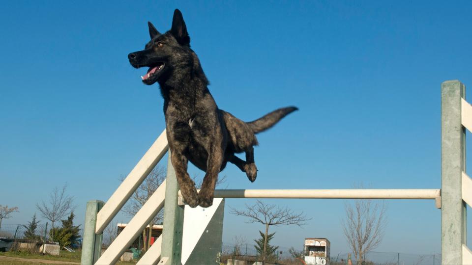 Dutch shepherd dog