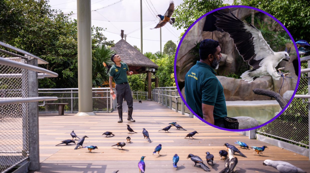 Head Keeper Vijay Madhavan recalling birds at Heart of Africa and Avian Presentation, Predators of Wings, at Bird Paradise