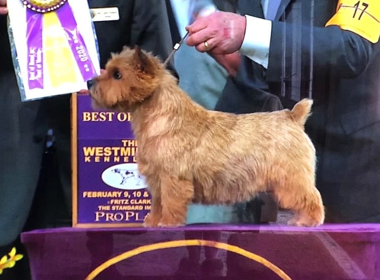 Dr. Joseph Rossi’s Norwich terrier, “GCH CH Thistledew’s Rhymes With Doloris,” won best of breed at the 2020 Westminster Kennel Club Dog Show.  (Courtesy of Dr. Joseph Rossi)