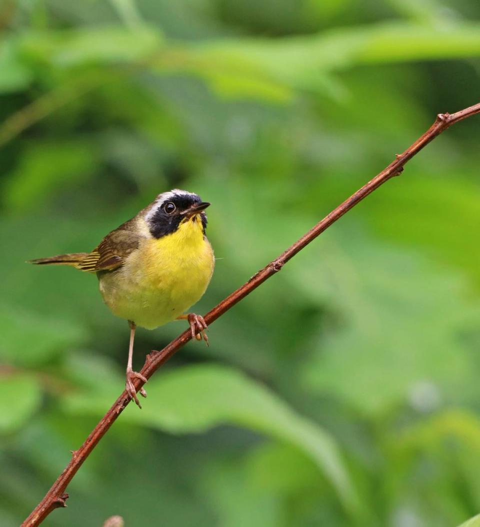 Bird species have changed, with common yellowthroats now regular nesters on State Game Lands 278.