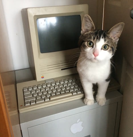 Steve the Cat in front of a Mac Classic